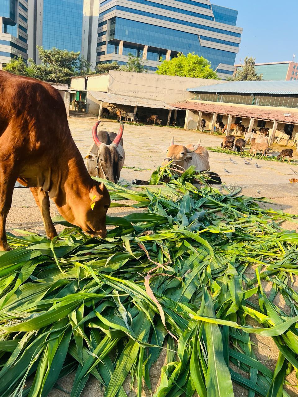 Cows eating chara in urban Bangalore